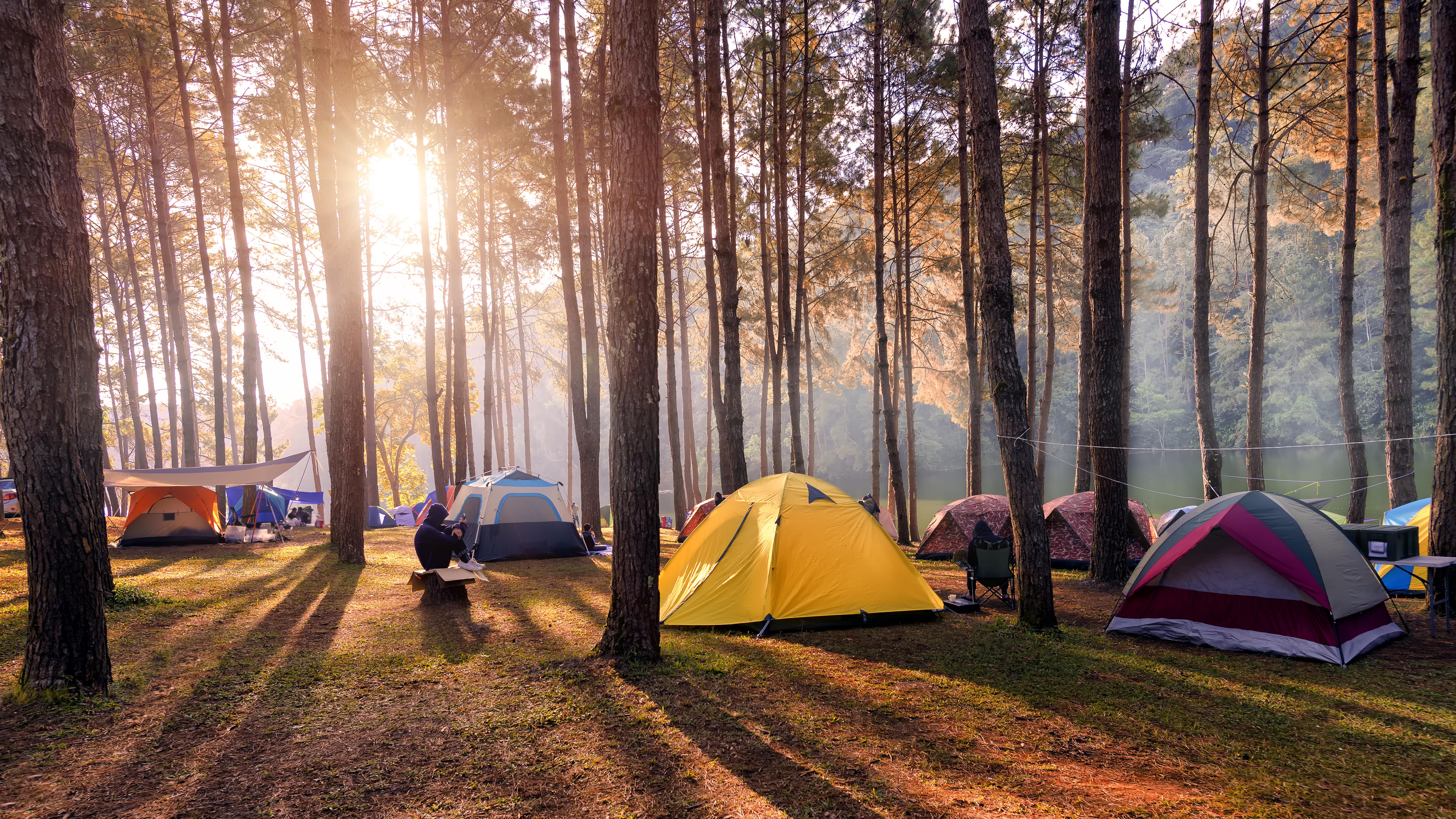 Tourist camp. Автокемпинг Сосновая роща. Истра кемпинг. Глэмпинг палаточный лагерь. Палаточный кемпинг Истра.